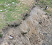 Shetlands09