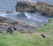 Shetlands11
