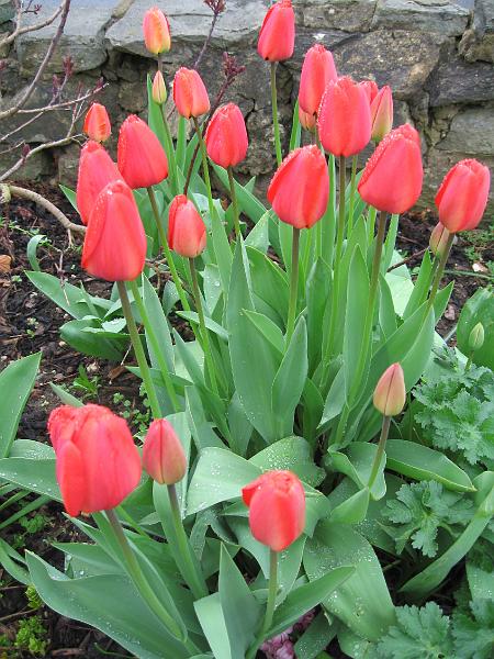 IMG_5682.jpg - Tulips from Sutton