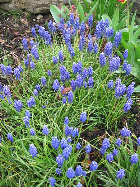 IMG_5683.jpg - Great Hyacinths