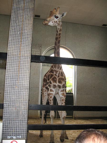 IMG_5789.jpg - In the Giraffe House