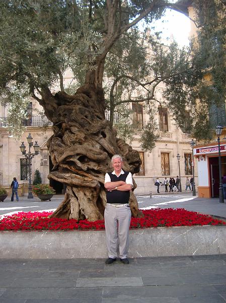 IMGP5094.JPG - Ancient Olive Tree