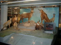 Alpine Museum